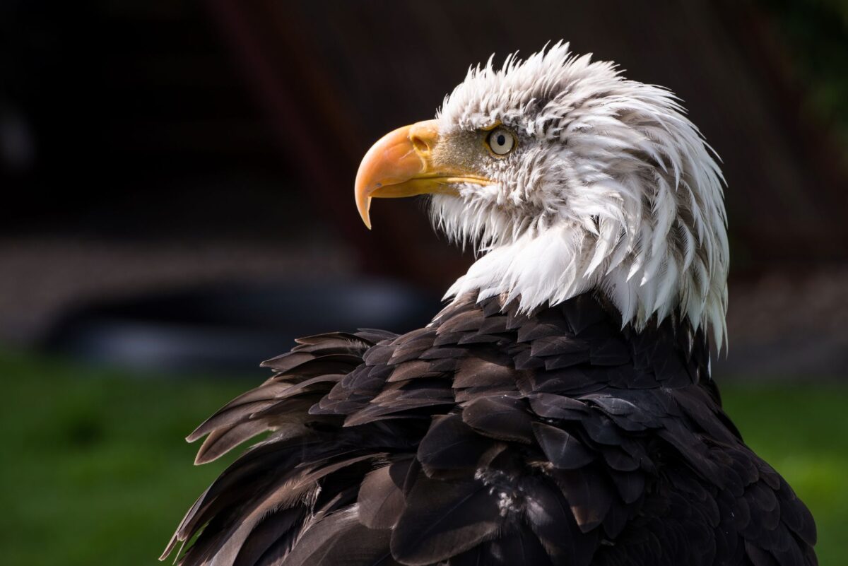 aigles mali forfait données récentes éclairent