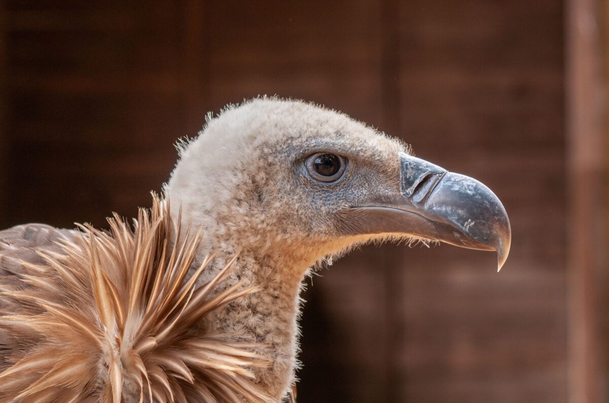 aigles mali forfait impacts tactiques